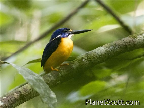 Papuan Dwarf-Kingfisher (Ceyx solitarius)