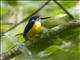 Azure Kingfisher (Ceyx azureus)