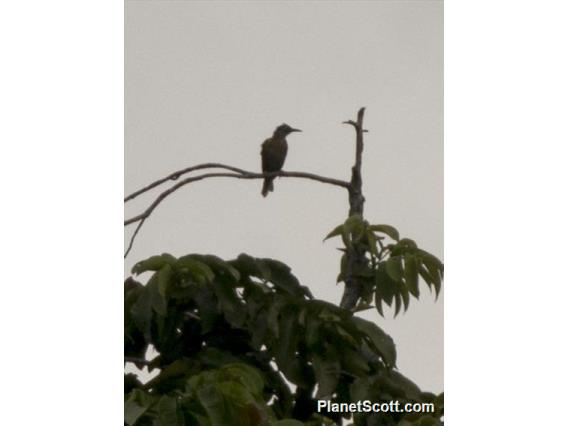 Cinnamon-browed Melidectes (Melidectes ochromelas)