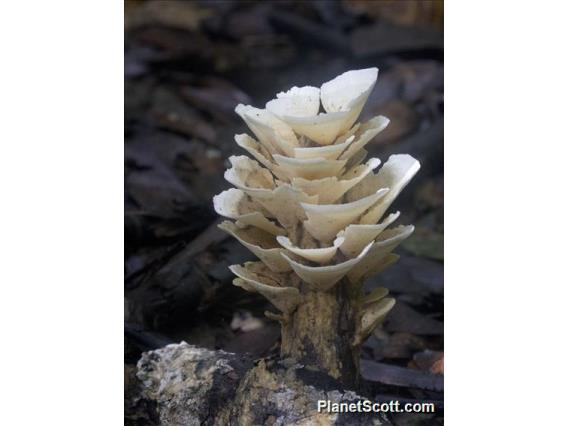 Pinwheel Mushroom (Marasmiaceae sp)