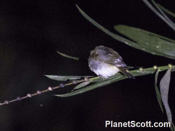 Black-sided Robin (Poecilodryas hypoleuca)