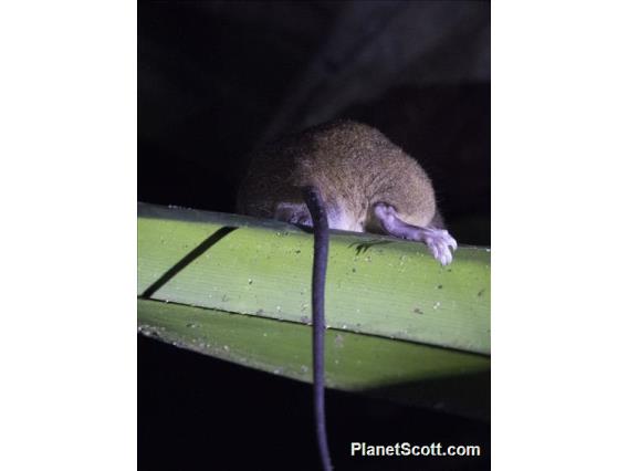 White-tailed Giant Rat (Uromys caudimaculatus)