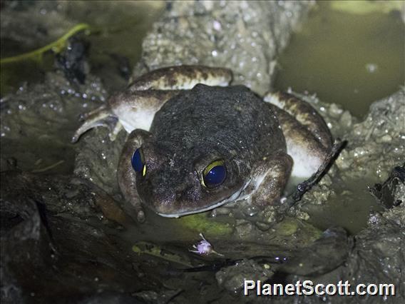 Arfak Mountains Frog (Papurana arfaki)