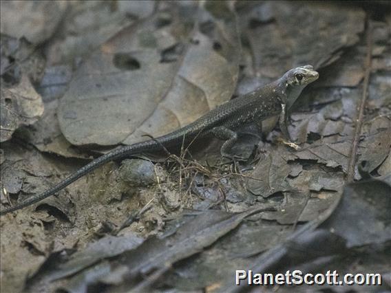 Shrub Whiptail-Skink (Emoia longicauda)