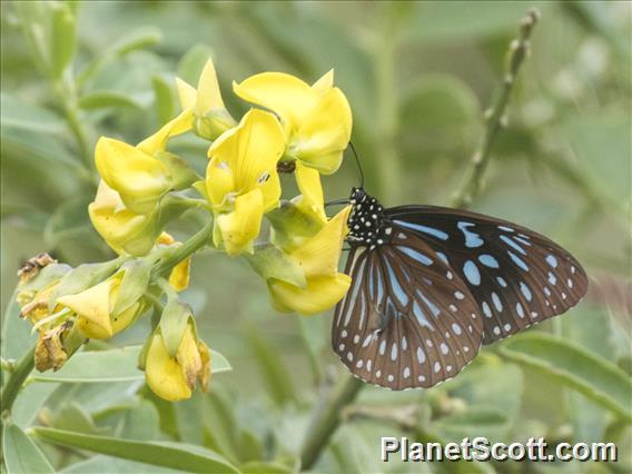 Blue Wanderer (Tirumala hamata)