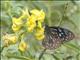 Blue Wanderer (Tirumala hamata)