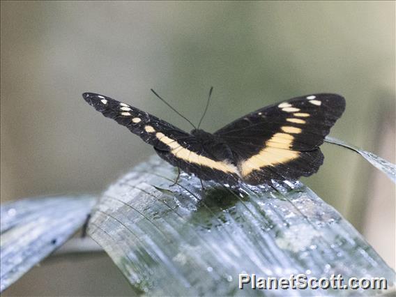 Orange-banded Plane (Lexias aeropa)