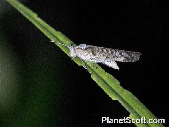 Grasshopper (Acrididae sp)