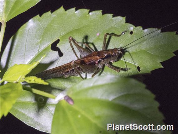 Grasshopper (Acrididae sp)