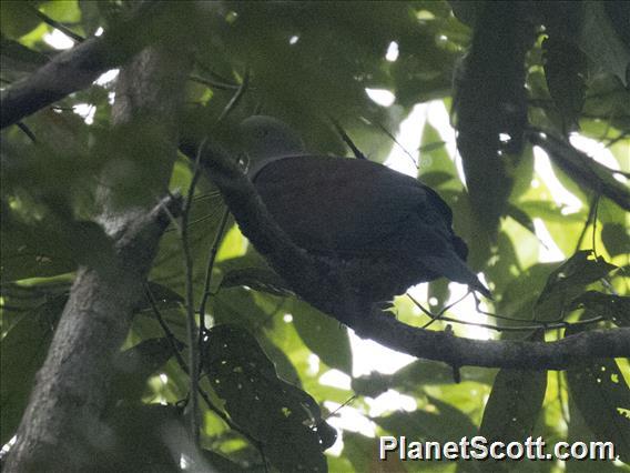 Zoe's Imperial-Pigeon (Ducula zoeae)