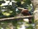 Rufous-bellied Kookaburra (Dacelo gaudichaud)