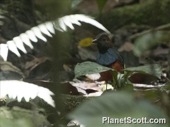 Papuan Pitta (Erythropitta macklotii)