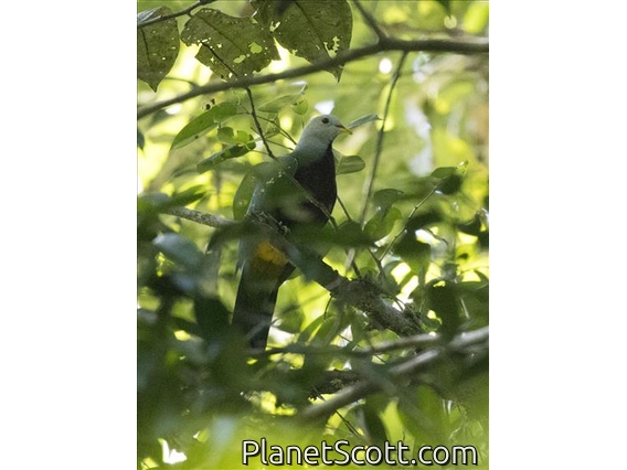 Wompoo Fruit-Dove (Megaloprepia magnifica)
