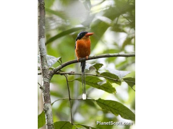 Red-breasted Paradise-Kingfisher (Tanysiptera nympha)