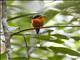 Red-breasted Paradise-Kingfisher (Tanysiptera nympha)