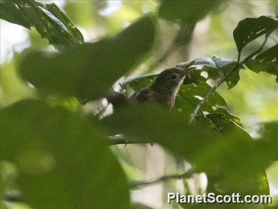 Tawny Straightbill (Timeliopsis griseigula)