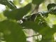 Little Shrikethrush (Colluricincla megarhyncha)