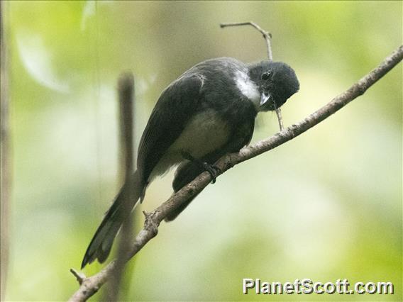 Northern Fantail (Rhipidura rufiventris)