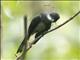 Northern Fantail (Rhipidura rufiventris)