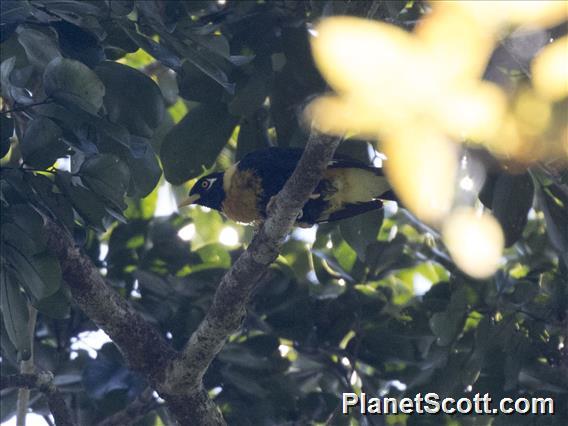 Golden Myna (Mino anais)