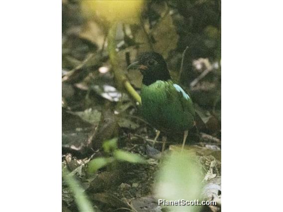 Eastern Hooded Pitta (Pitta novaeguineae)