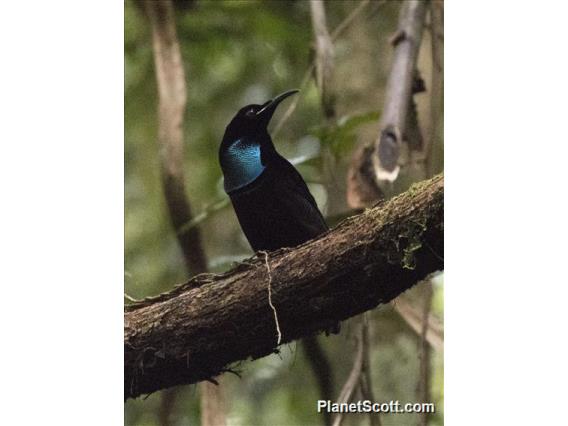 Magnificent Riflebird (Ptiloris magnificus) - Male