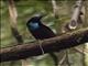 Magnificent Riflebird (Ptiloris magnificus) - Male