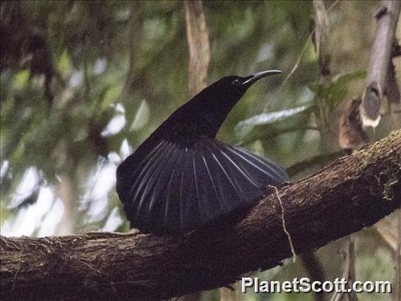 Magnificent Riflebird (Ptiloris magnificus)