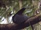 Magnificent Riflebird (Ptiloris magnificus)