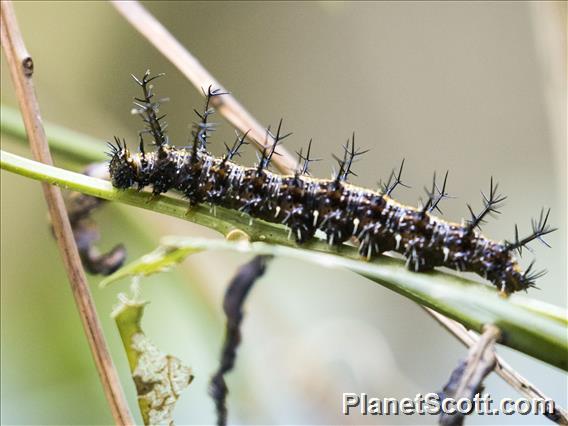 Spiky Caterpillar (Nymphalidae sp)