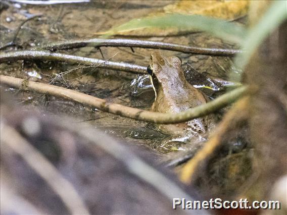 Papua Frog (Papurana papua)