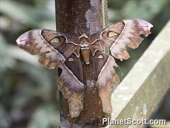 Hercules Moth (Coscinocera hercules)