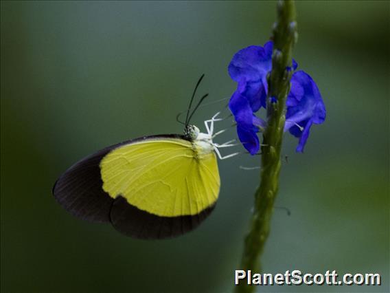 Broad-Margined Grass-Yellow (Puella sp)