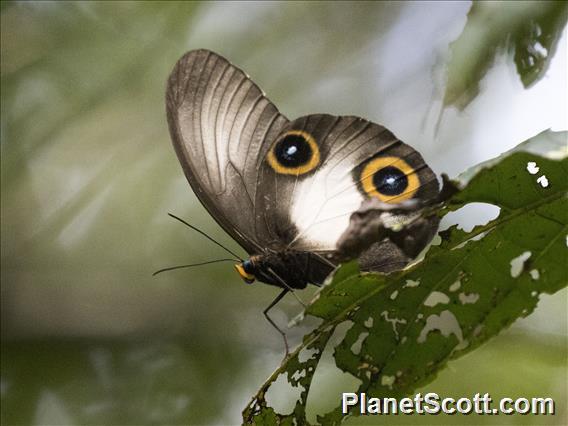 One-eyed Owl (Taenaris myops)