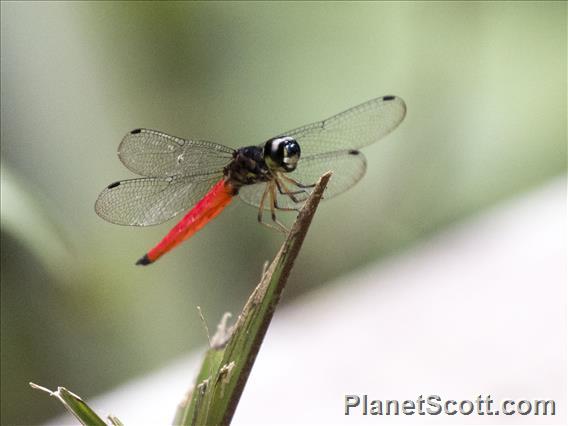 Skimmer (Lyriothemis meyeri)