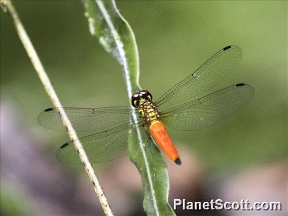 Skimmer (Lyriothemis meyeri)