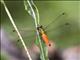 Skimmer (Lyriothemis meyeri)