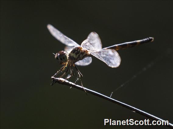 Skimmer (Nesoxenia mysis)