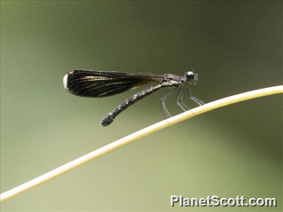 Jewel (Rhinocypha tincta)