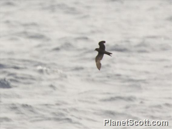 Matsudaira's Storm-Petrel (Hydrobates matsudairae)