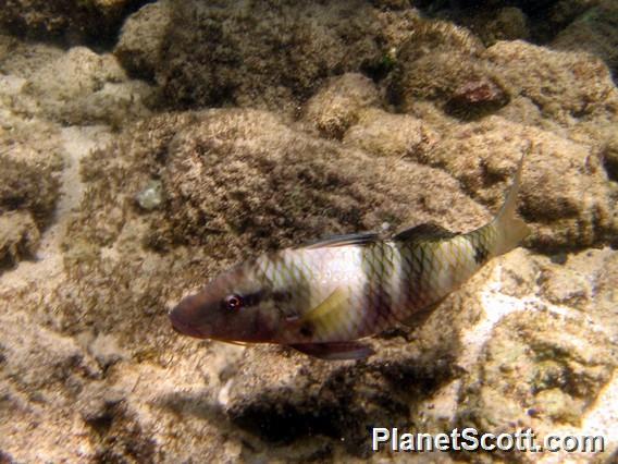 Manybar Goatfish (Parupeneus multifasciatus) - PlanetScott.com