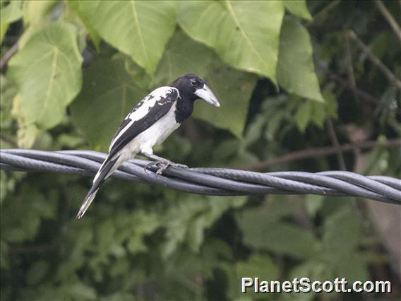 Hooded Butcherbird (Cracticus cassicus)