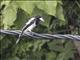 Hooded Butcherbird (Cracticus cassicus)