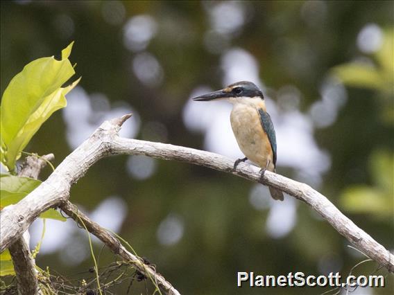 Sacred Kingfisher (Todiramphus sanctus)