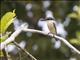 Sacred Kingfisher (Todiramphus sanctus)