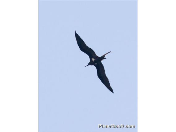 Lesser Frigatebird (Fregata ariel)