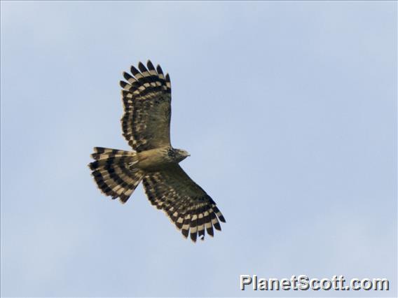 Long-tailed Honey-buzzard (Henicopernis longicauda)