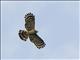 Long-tailed Honey-buzzard (Henicopernis longicauda)