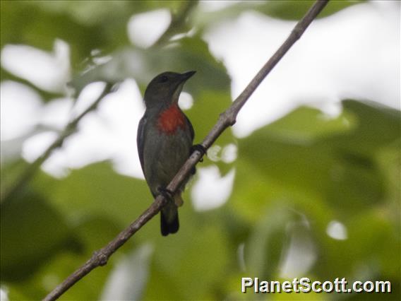 Olive-crowned Flowerpecker (Dicaeum pectorale)