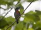 Olive-crowned Flowerpecker (Dicaeum pectorale)